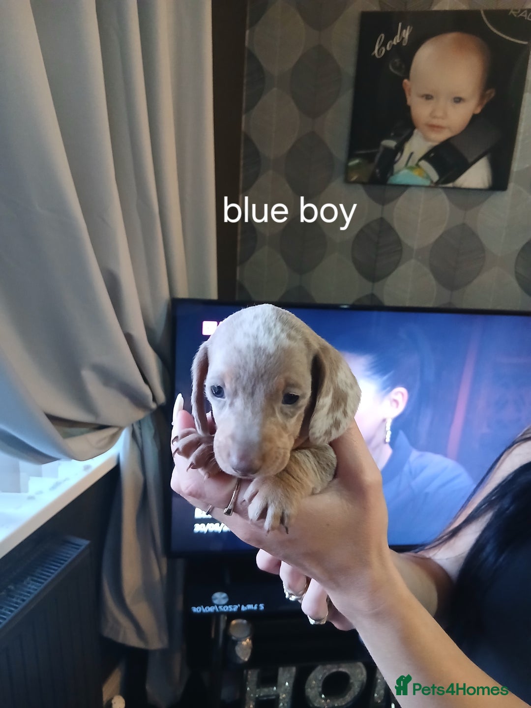 Dachshund dogs for sale: Dachshund Puppy 5 - Isabella dapple dachshund puppies - Image 11