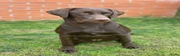 Labrador Retriever dogs for sale: 🤎 3-Year-Old Chocolate Labrador female  - Advert 5