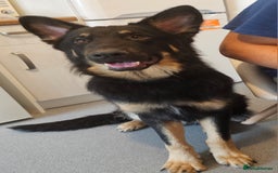 German Shepherd dogs for stud: German shepherd for STUD long coat straight back. - Image 8