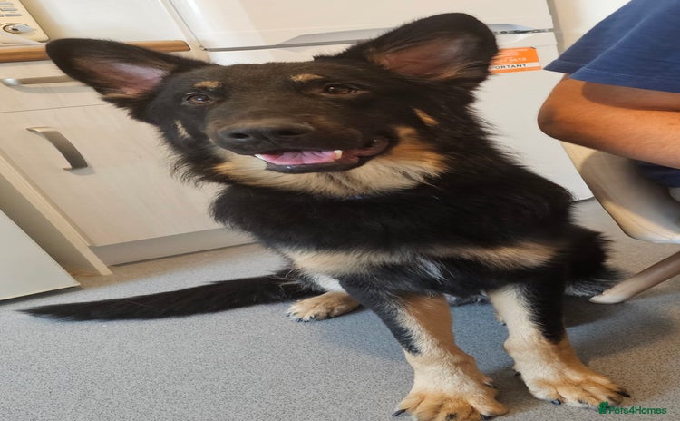 German Shepherd dogs German shepherd for STUD long coat straight back. - Advert 1