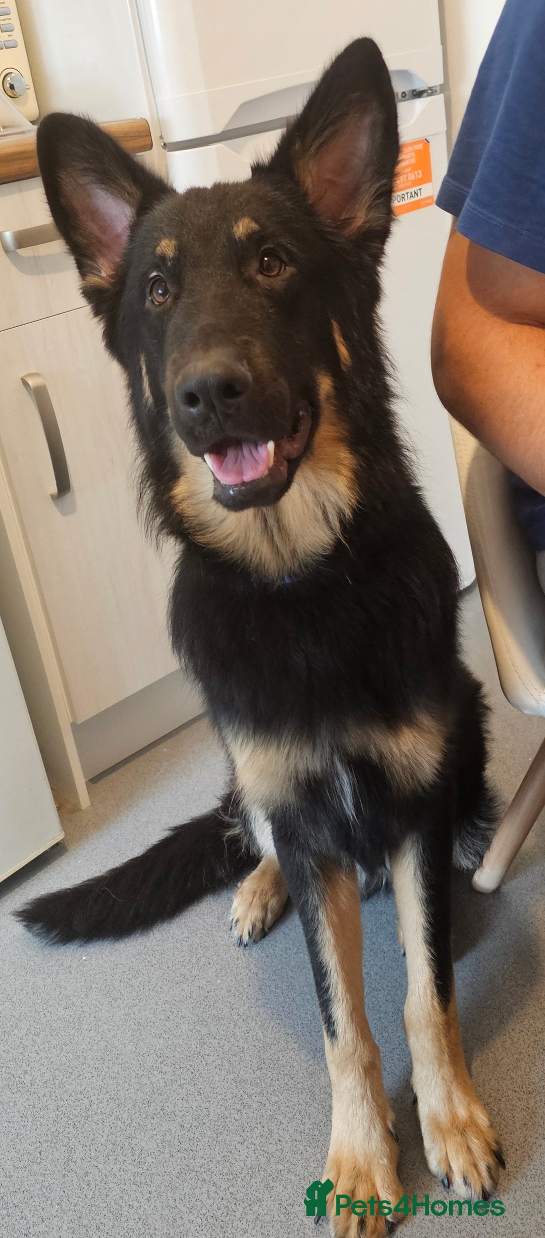 German Shepherd dogs for stud: German shepherd for STUD long coat straight back. - Image 8