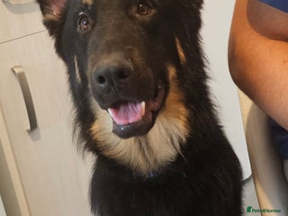 German Shepherd dogs German shepherd for STUD long coat straight back. - Advert 1