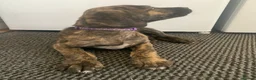 Lurcher dogs for sale: Deerhound/Alaunt  X  Poodle/Saluki puppies  - Advert 12