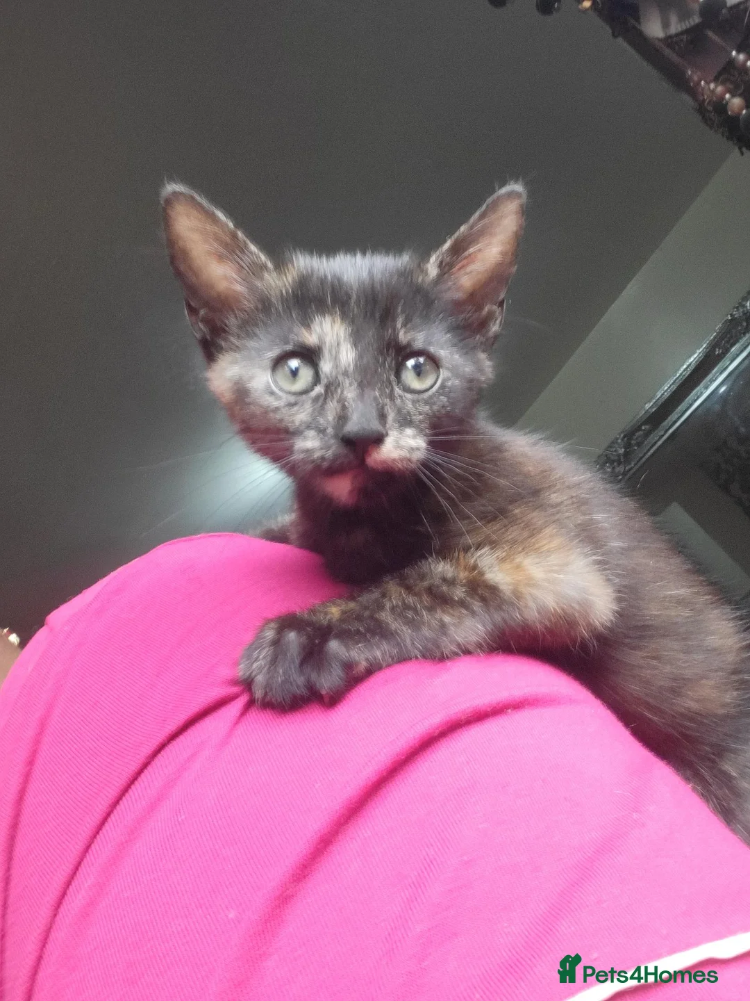 British Shorthair cats for sale: 1 beautiful black girl kitten  - Advert 1