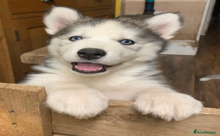 Utonagan dogs - Advert 1
