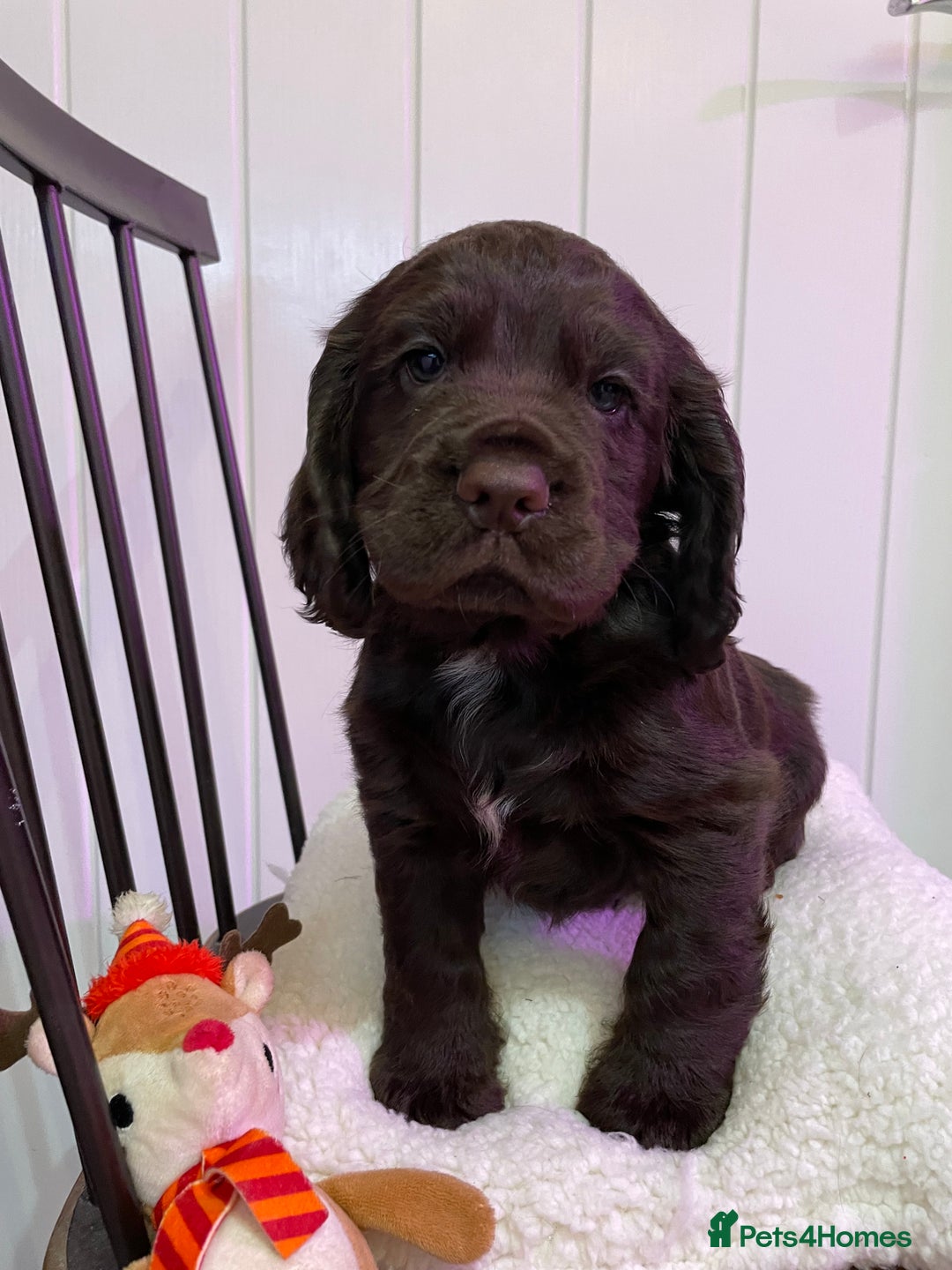 Cocker Spaniel dogs for sale: Stunning male cocker spaniel puppy pedigree - Image 12
