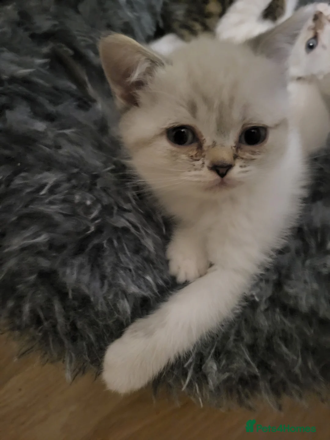 Mixed Breed cats for sale: A beauty! British blue x Scottish fold. - Advert 2