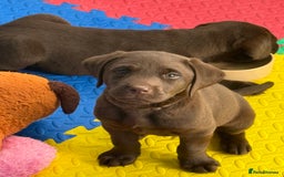 Labrador Retriever dogs for sale: Exceptional KC Chocolate Labrador Puppies - Image 28
