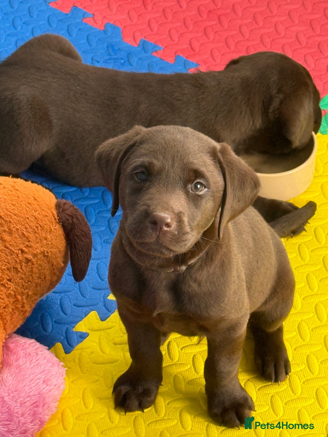 Labrador Retriever dogs for sale: Exceptional KC Chocolate Labrador Puppies - Image 28