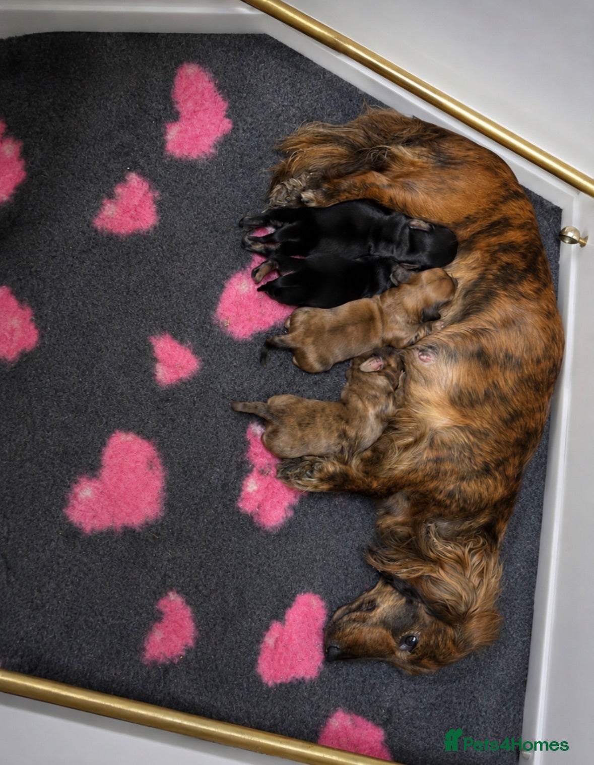 Miniature Dachshund dogs Adorable miniature dachshund puppies  - Advert 1