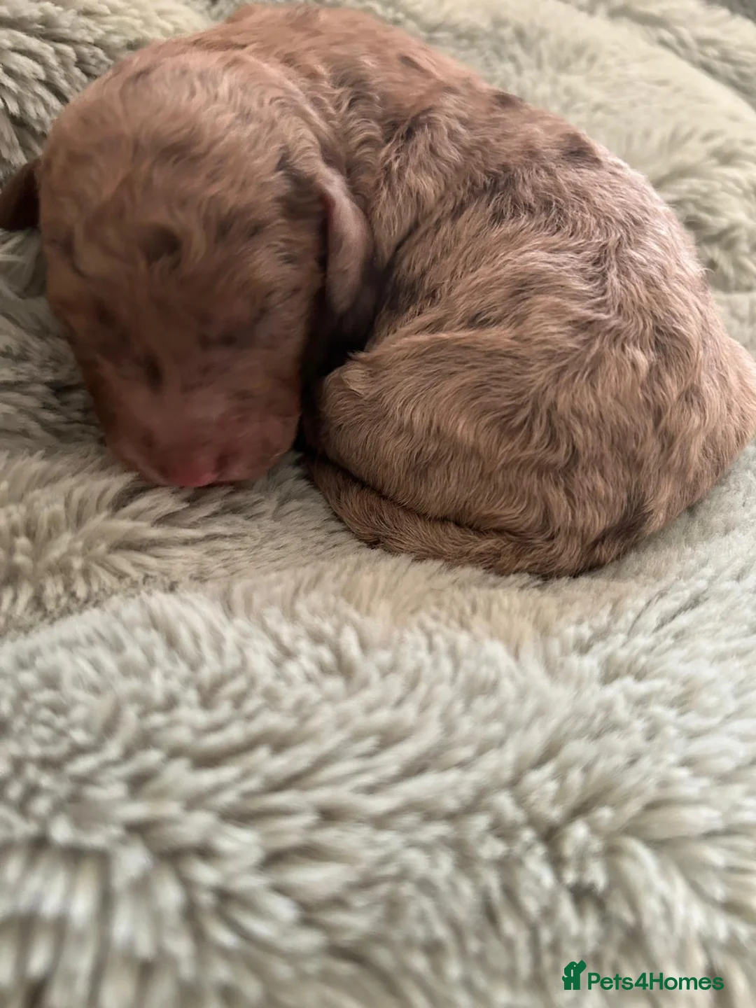 Mixed Breed dogs for sale: Australian Labradoodle Puppies - Advert 16