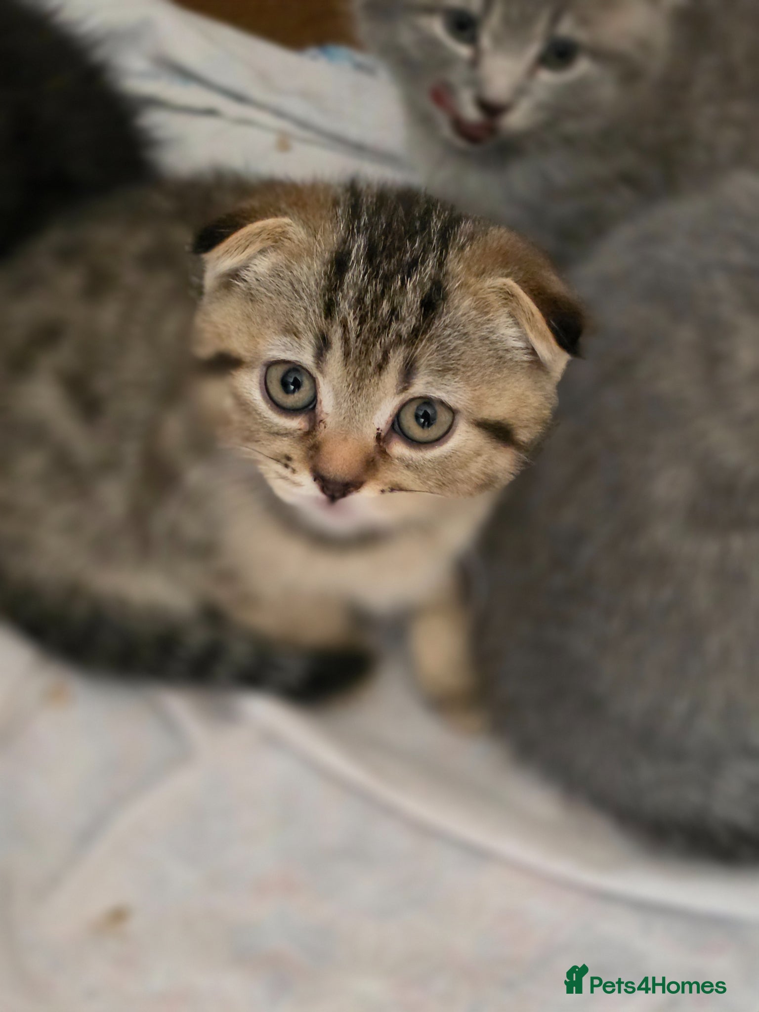 Scottish Fold cats  🥰READY!!!🤩Scottish folded in a beautiful colour - Advert 2