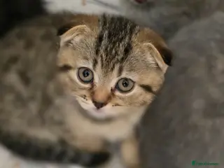 Scottish Fold cats 🥰READY!!!🤩Scottish folded in a beautiful colour - Advert 2