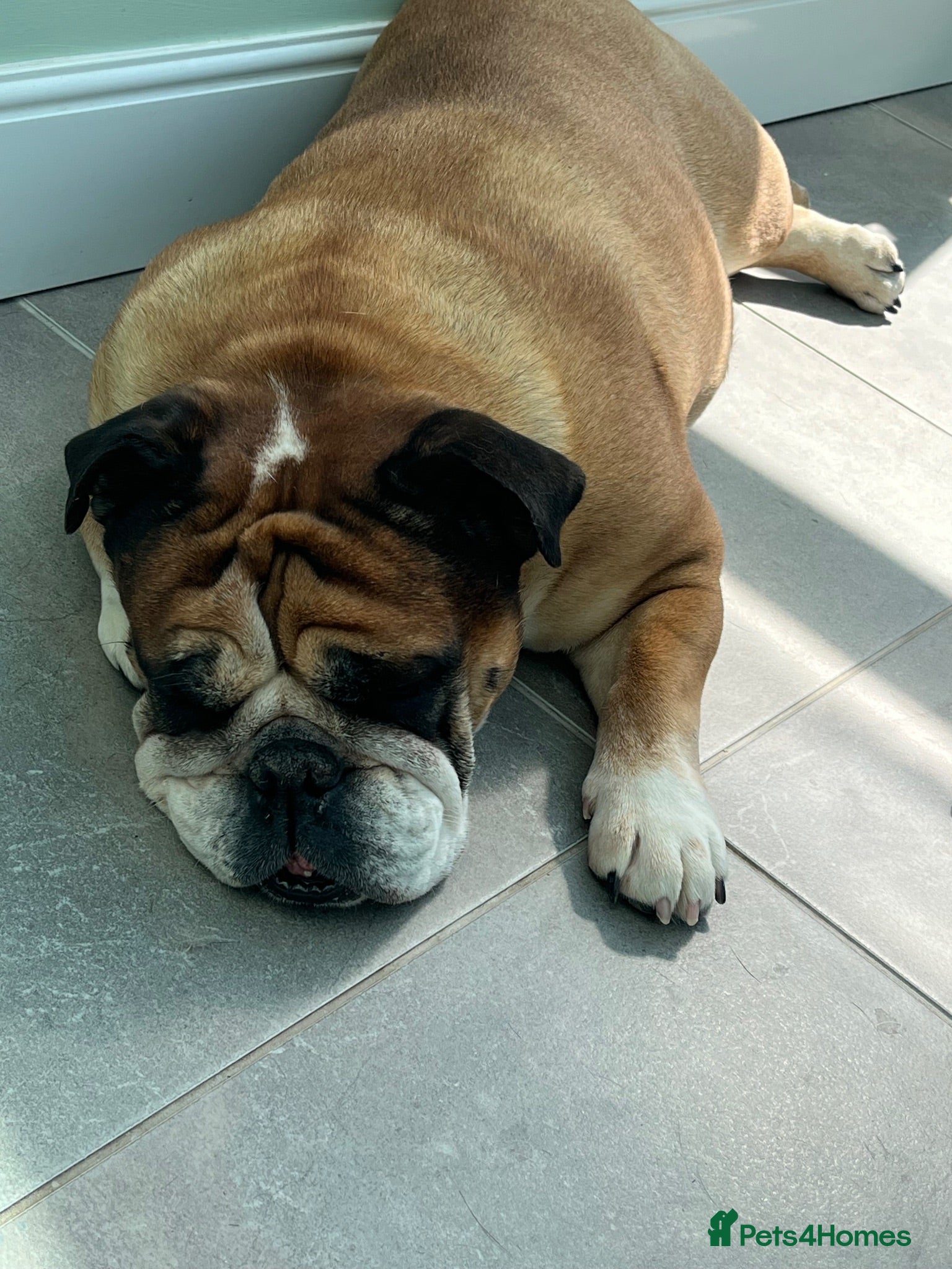English Bulldog dogs Ruby❤️ - Advert 1