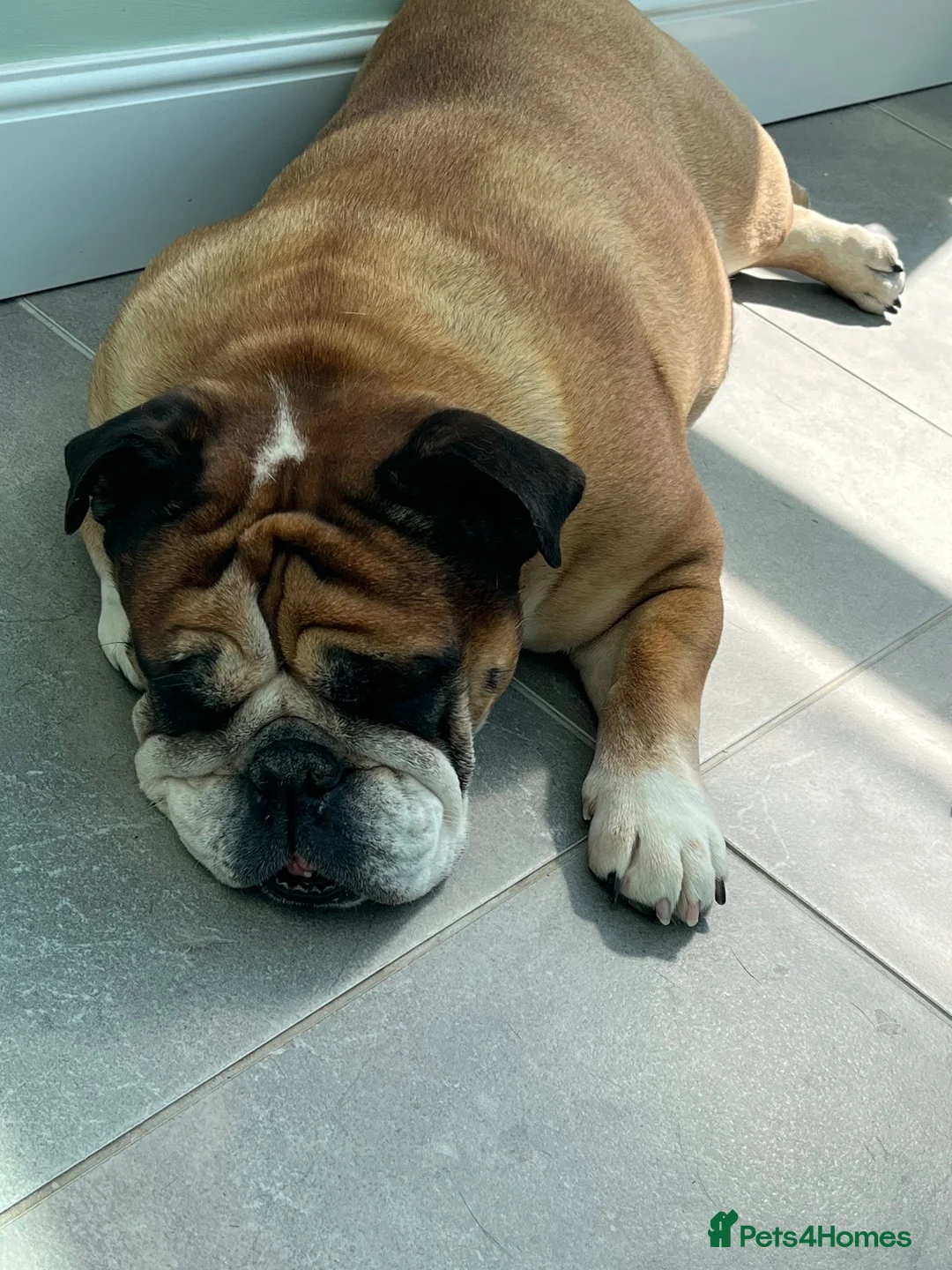 English Bulldog dogs for sale: Ruby❤️ in Lyndhurst - Advert 1