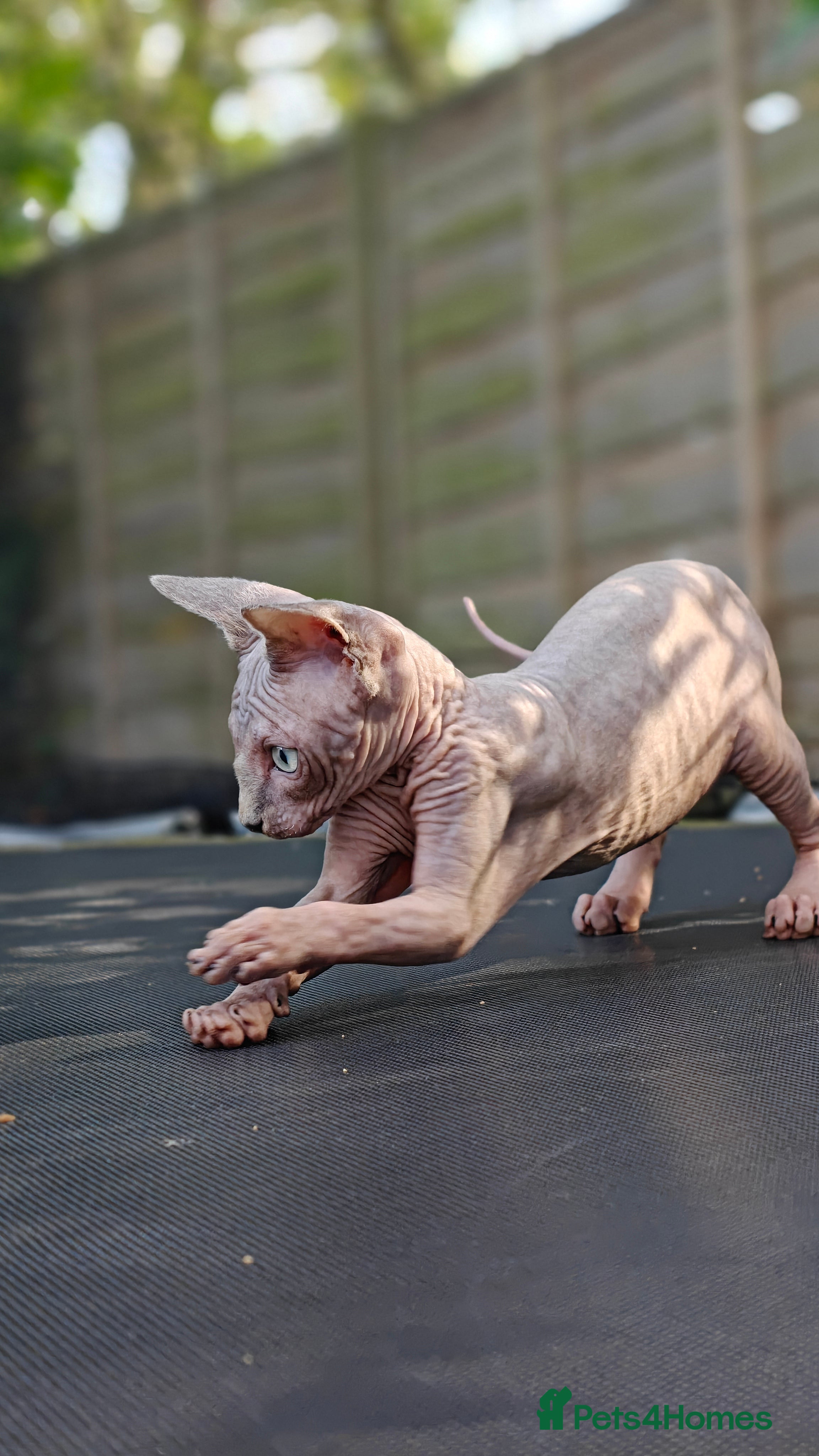 Sphynx cats Exceptional Sphynx Kittens – Best Pedigree.  - Advert 1