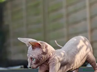 Sphynx cats Exceptional Sphynx Kittens – Best Pedigree. - Advert 1