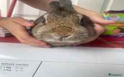 Lionhead rabbits for sale: Baby bunnies - Image 5