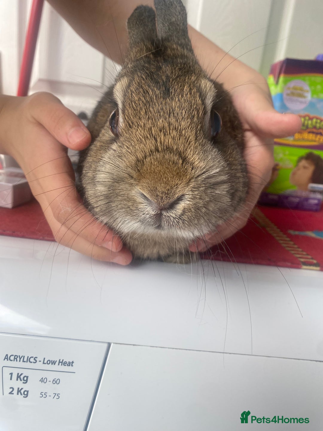 Lionhead rabbits for sale: Baby bunnies - Image 5