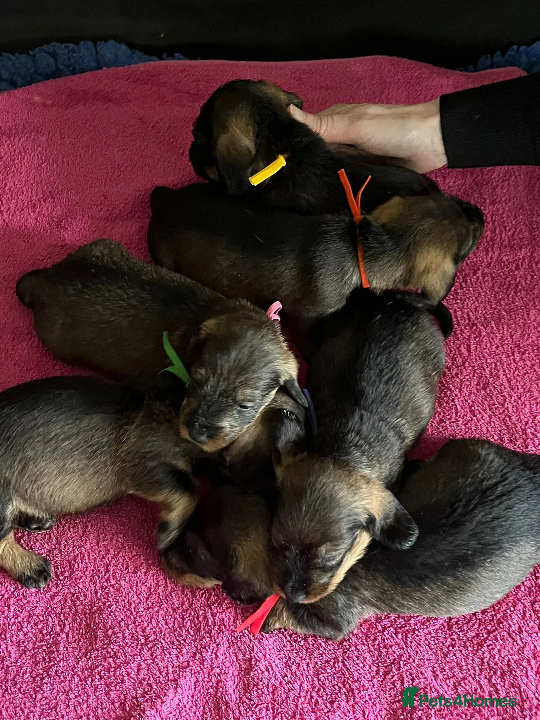 Dachshund dogs for sale: Standard Wire Haired Dachshund Puppies - Advert 4