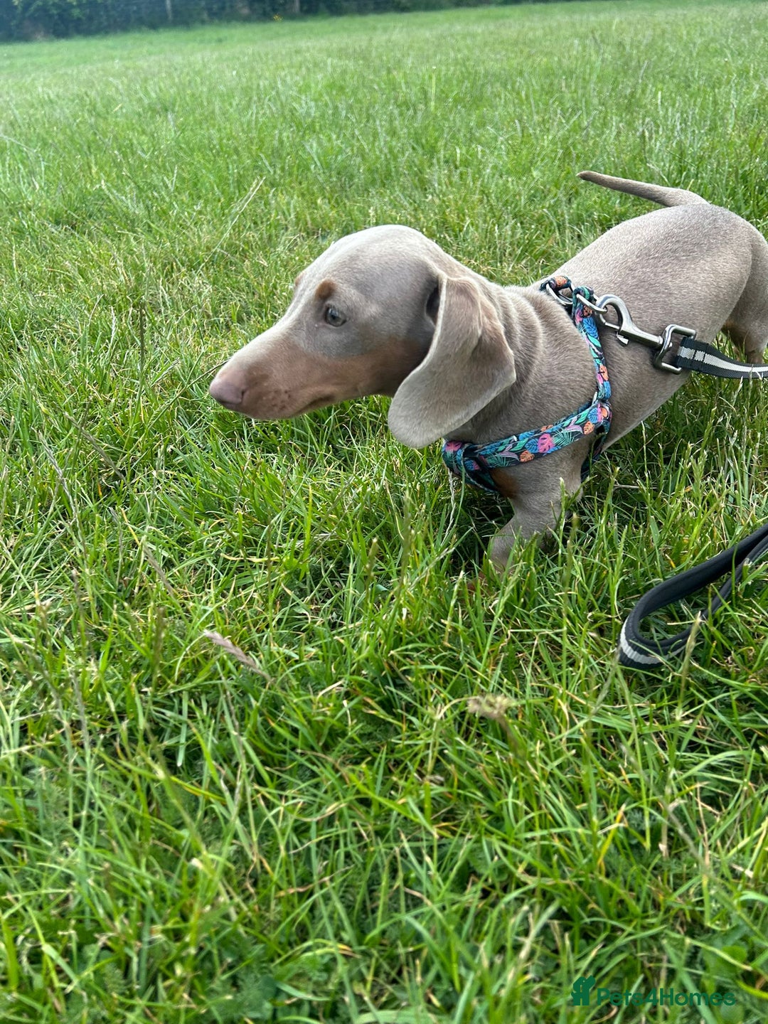 Miniature Dachshund dogs for sale: Clyde the Isabella male  - Advert 10