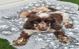 Cockapoo dogs for sale: Cockapoo puppies - Image 12