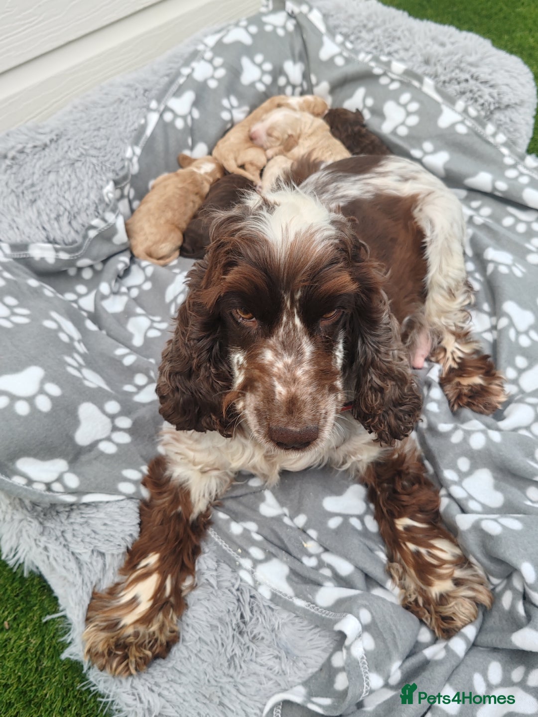 Cockapoo dogs for sale: Cockapoo puppies - Image 12