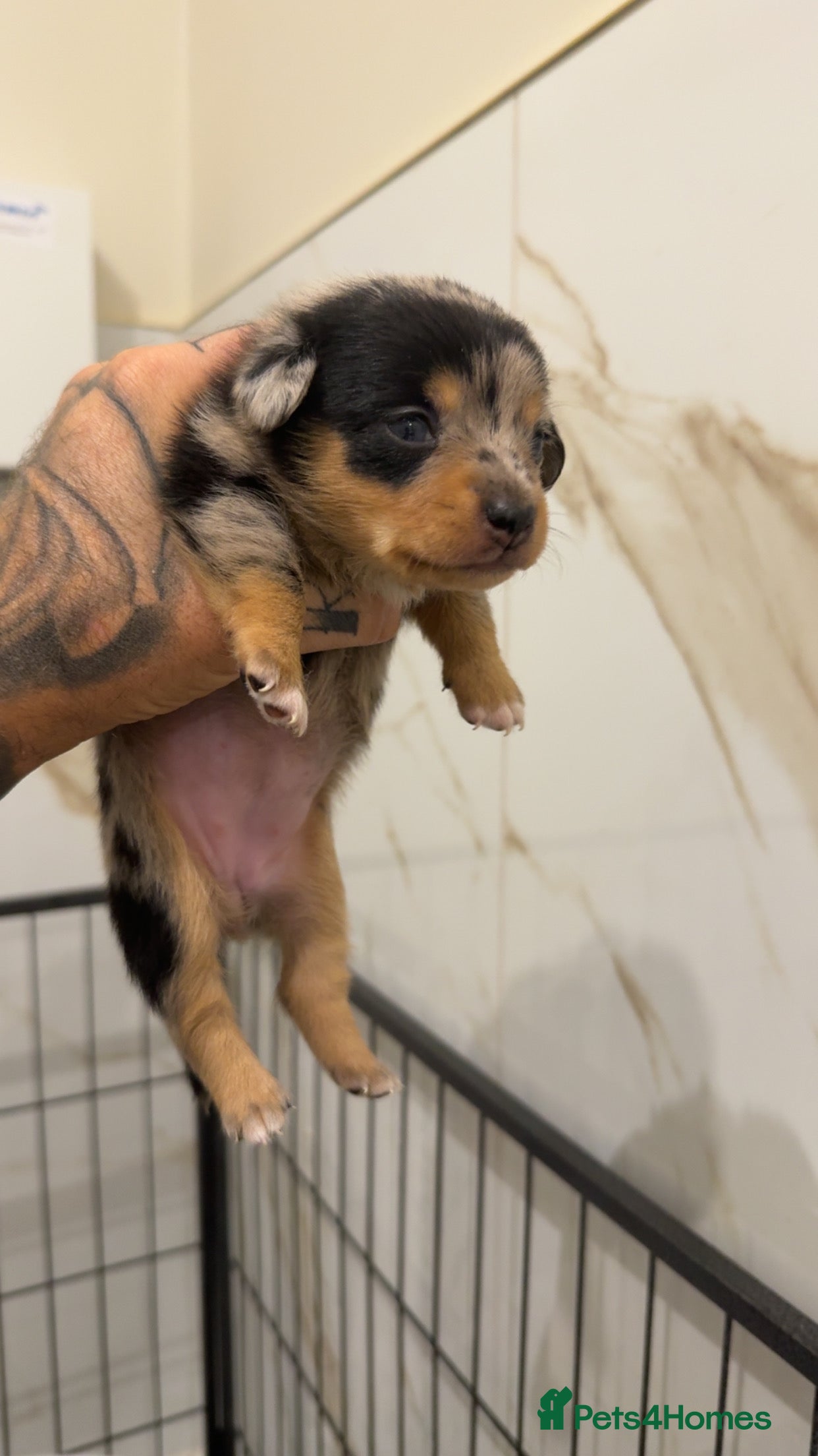 Miniature Dachshund dogs KC REGISTERED - MINIATURE DACHSHUNDS 🐶 - Advert 7