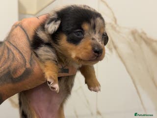 Miniature Dachshund dogs KC REGISTERED - MINIATURE DACHSHUNDS 🐶 - Advert 7