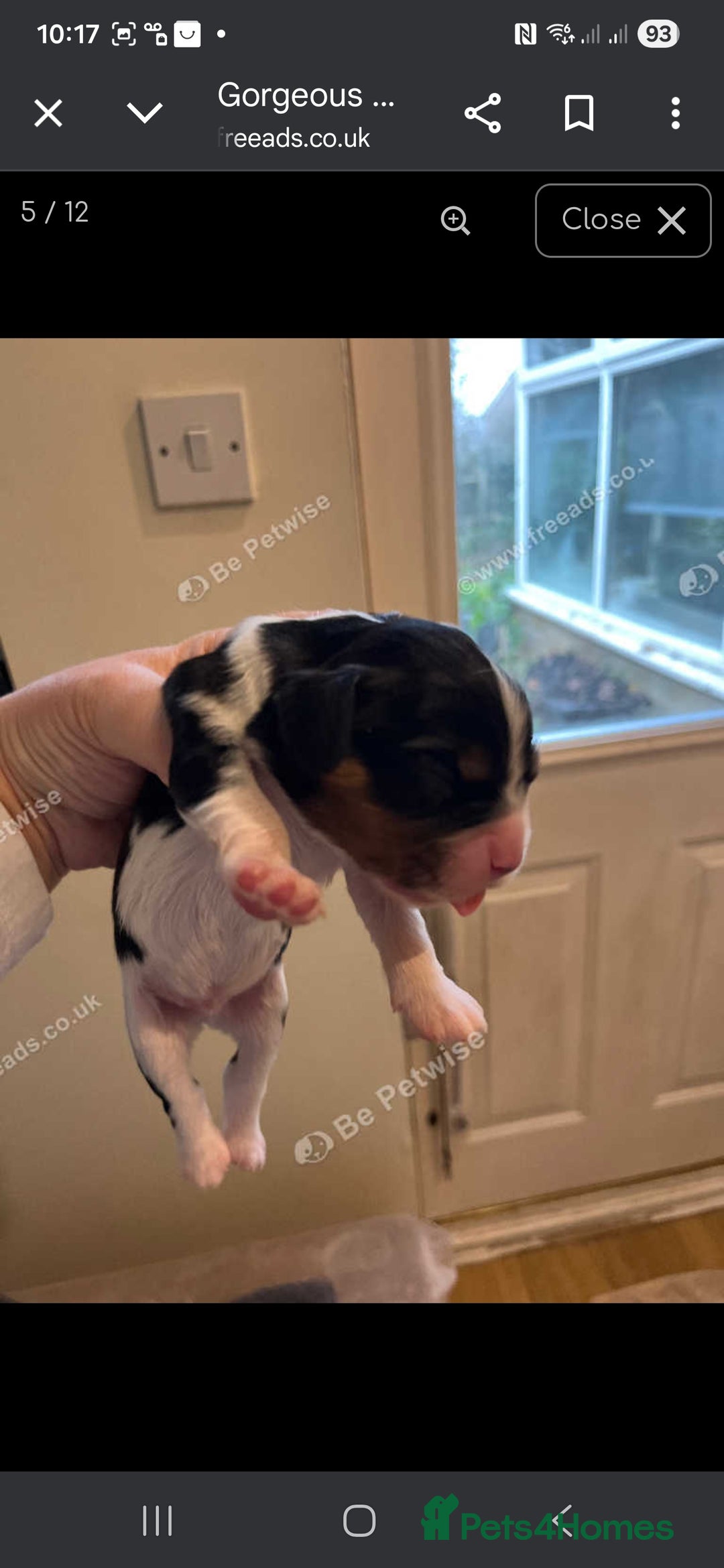 Cavalier King Charles Spaniel dogs for sale: King Charles puppies for sale 3 boys and 2 girls.  - Advert 8