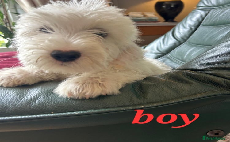 Cockapoo dogs - Advert 6