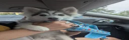 Pomsky dogs for sale: Pomsky Puppys For Sale - Advert 28