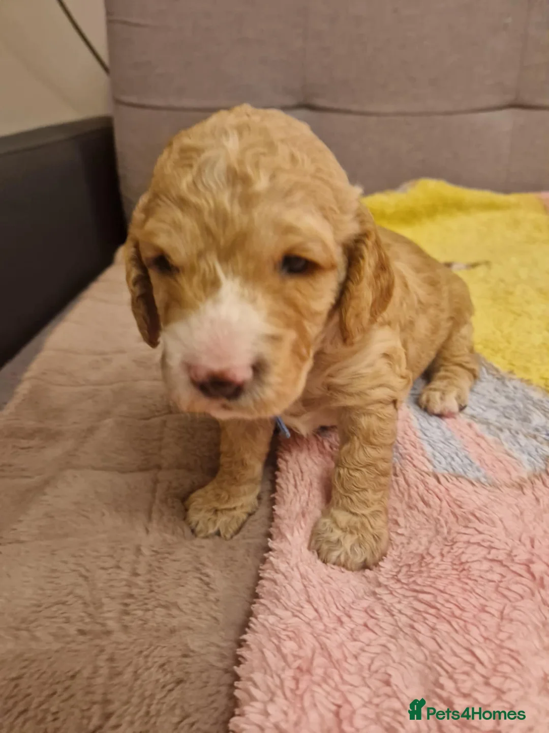 Cockapoo dogs for sale: F2 Cockapoo Puppies - Advert 36