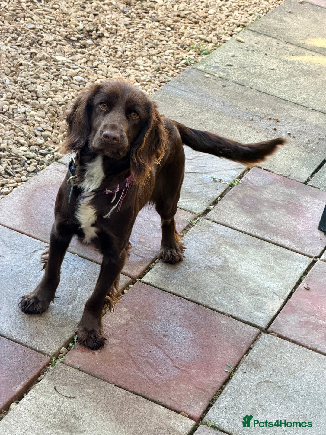 Cocker Spaniel dogs for sale: Gorgeous cocker spaniel bitch  - Advert 1