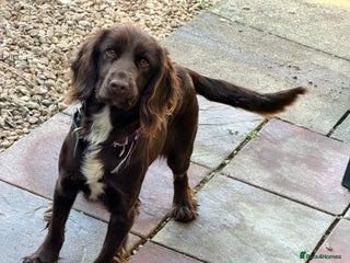 Cocker Spaniel dogs Gorgeous cocker spaniel bitch - Advert 1