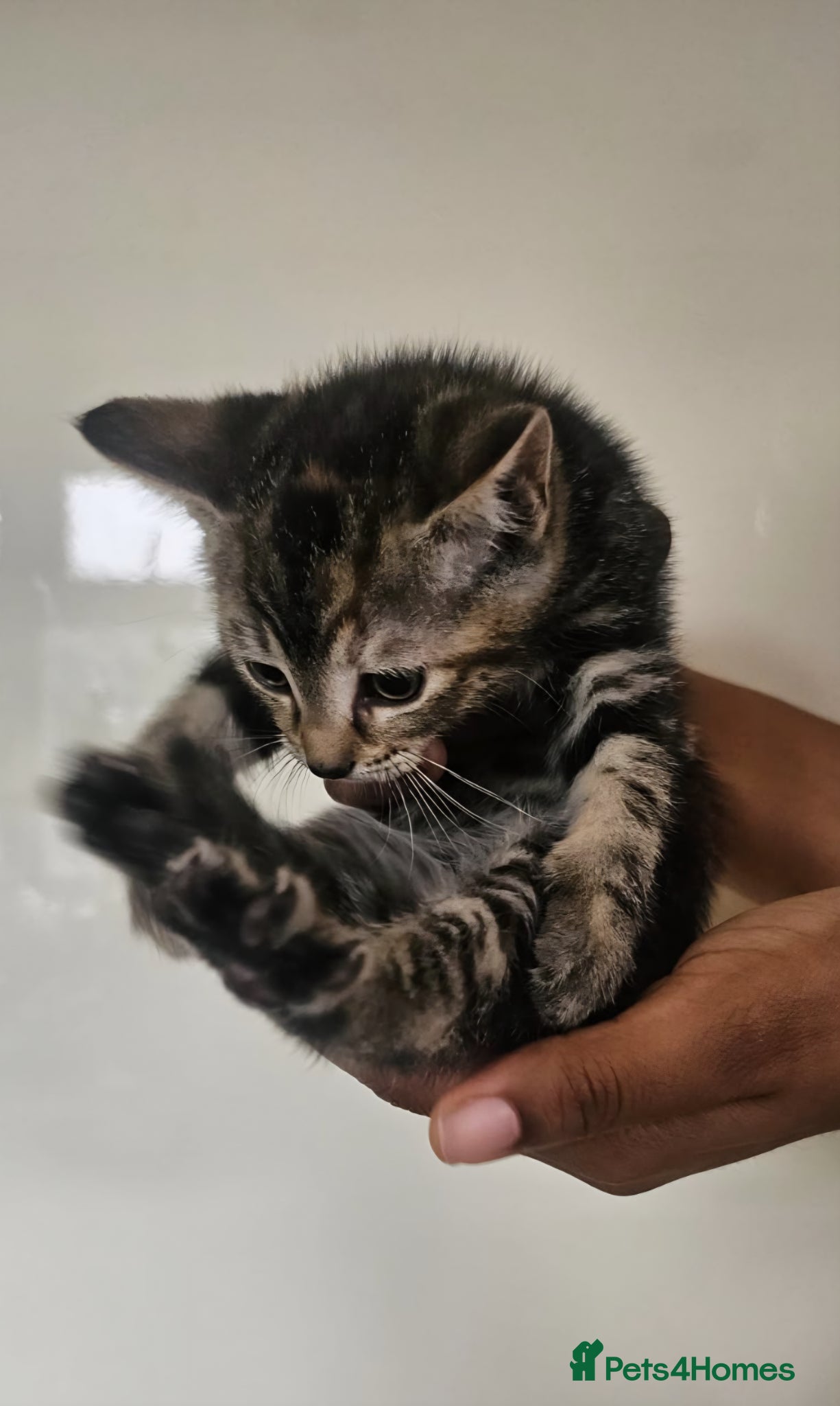 Mixed Breed cats for sale: Adorable little kittens in Westcliff-on-Sea - Advert 5