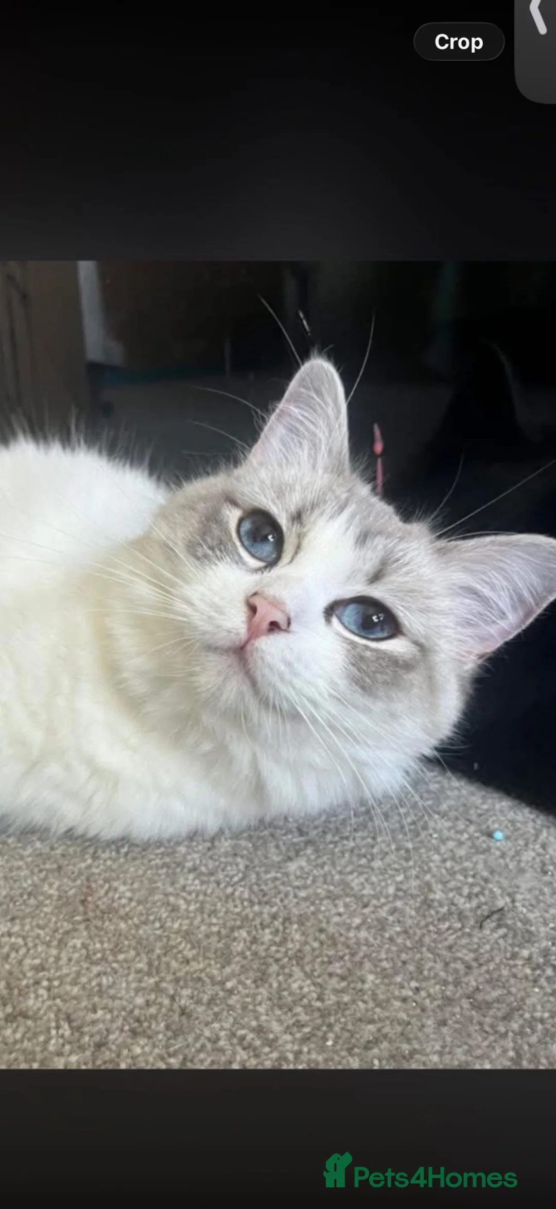 Ragdoll cats for sale: Gorgeous Ragdoll Kittens - Advert 2