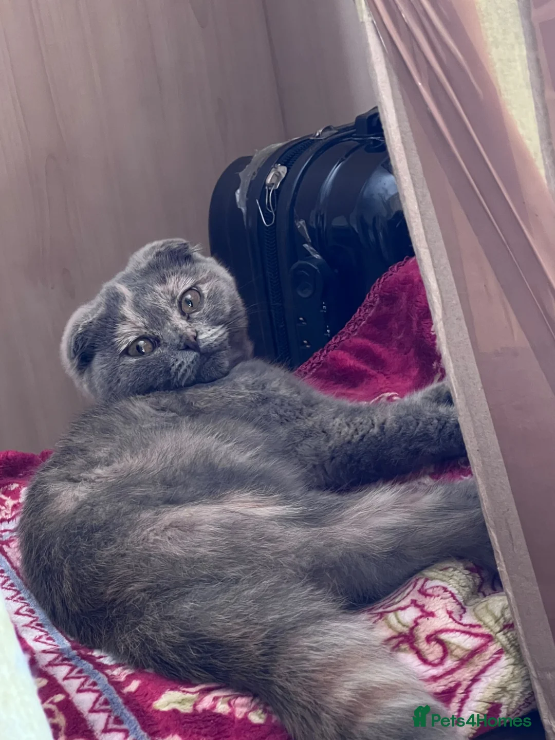 Scottish Fold cats for sale: Scottish fold kittens  - Advert 19