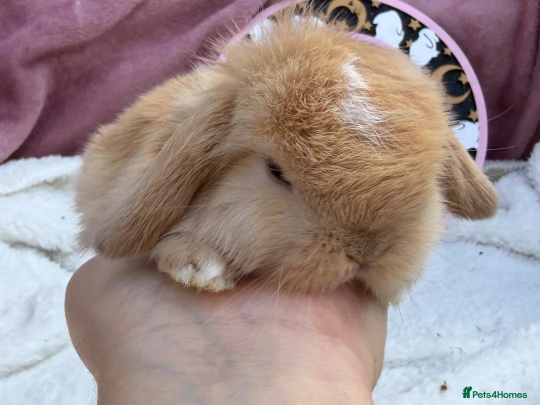 Mini Lop rabbits for sale: stunning pedigree mini lop baby - Advert 5