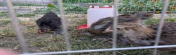 Chickens poultry for sale: 4 bantams and 2 brahmas for sale  - Advert 6
