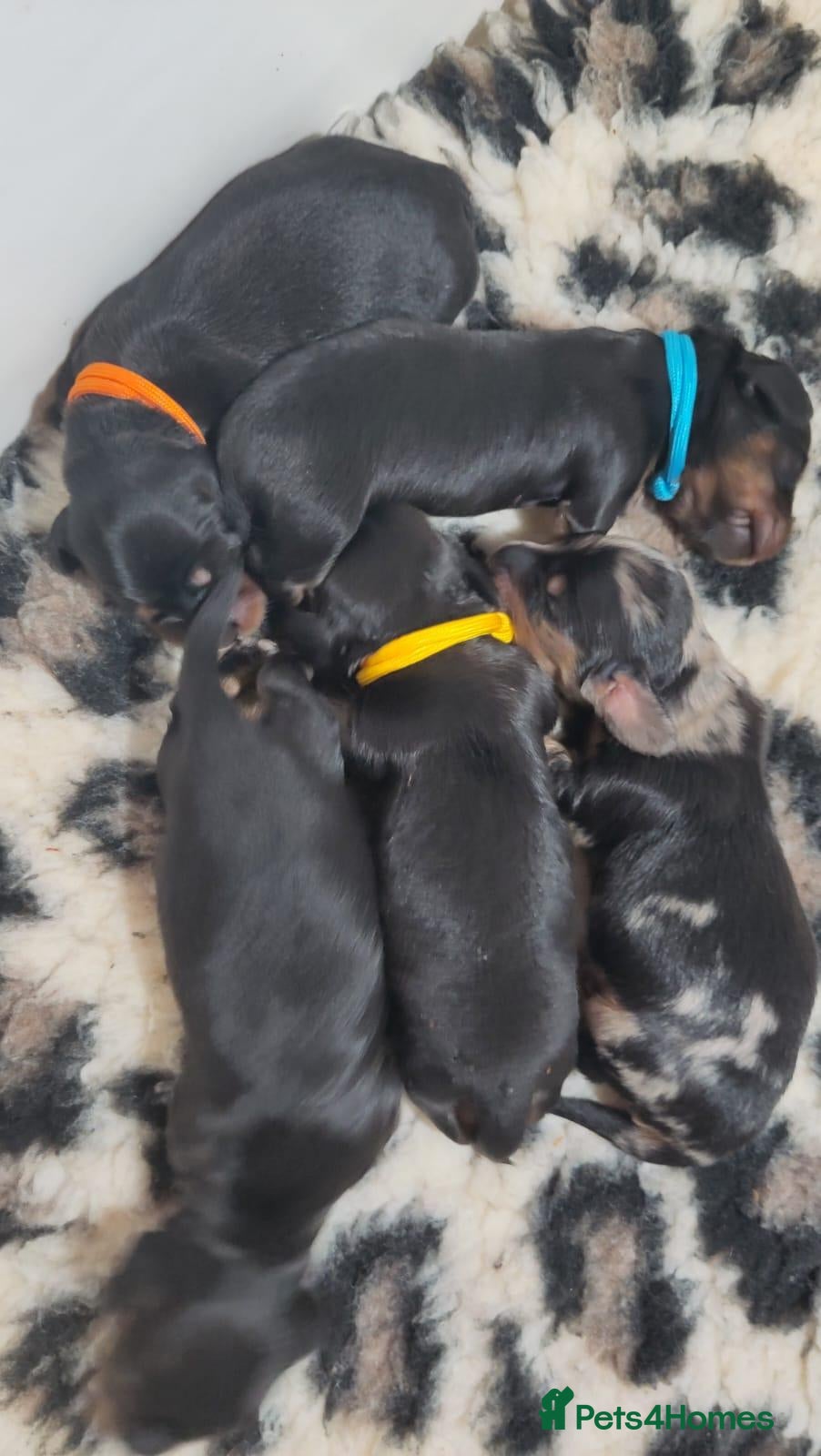 Miniature Dachshund dogs 🌟 Dapple & Black & Tan PRA Clear KC reg Dec 26 🌟 - Advert 2