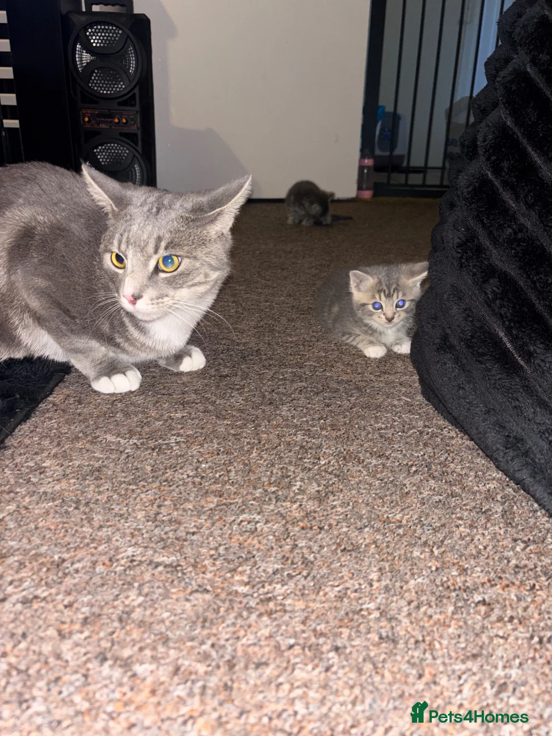 Mixed Breed cats for sale: Beautiful Grey female kitten - Advert 2