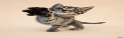 Mixed Breed cats for sale: Ragdoll Tabby Mix Fluffy Home Reared Kittens 2M/2F in Tonbridge - Advert 3