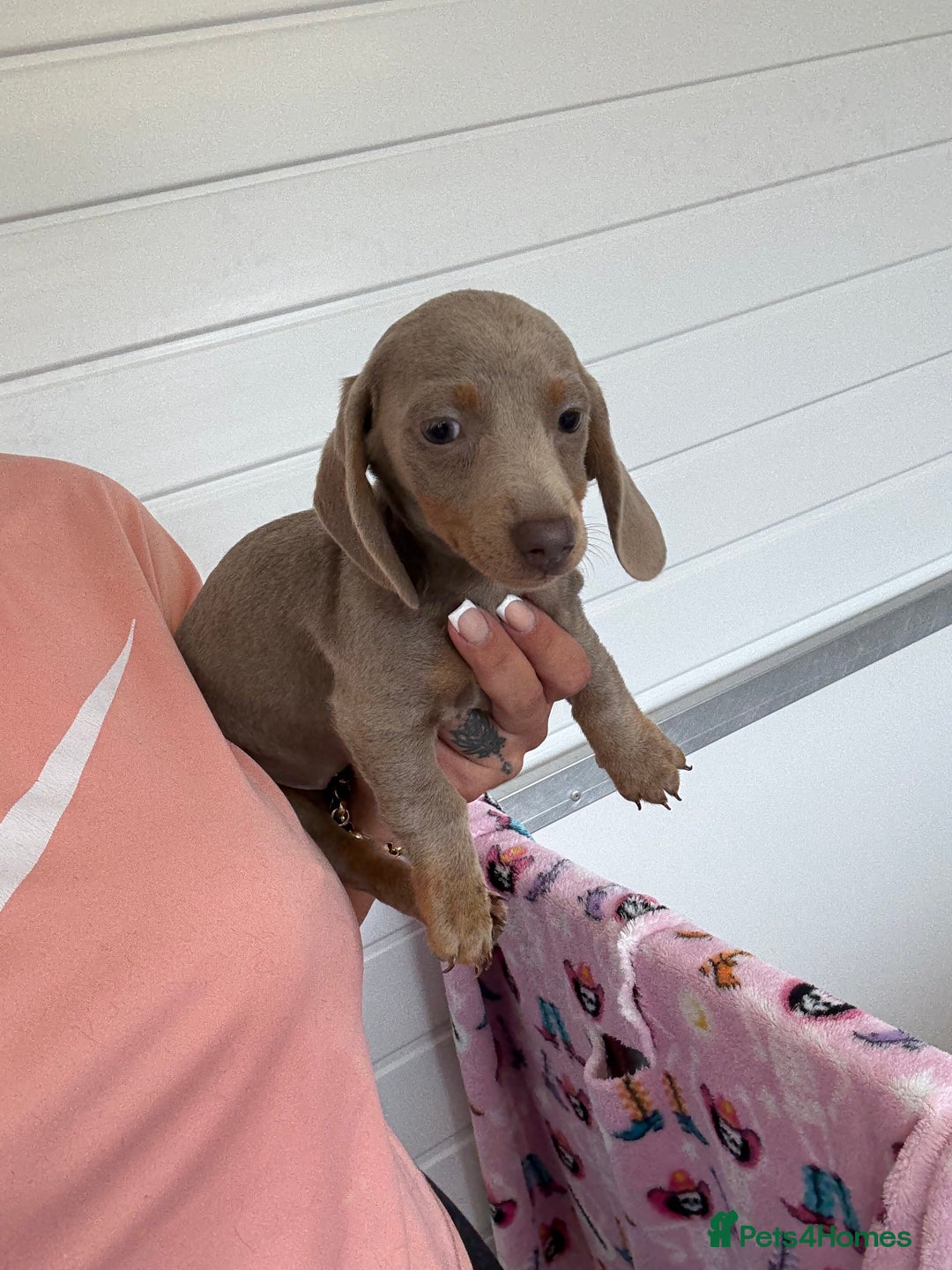 Miniature Dachshund dogs for sale: Mini Dachshund puppies for sale  - Image 3