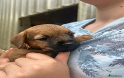 Border Terrier dogs for sale: Border Terrier Pups - Image 15