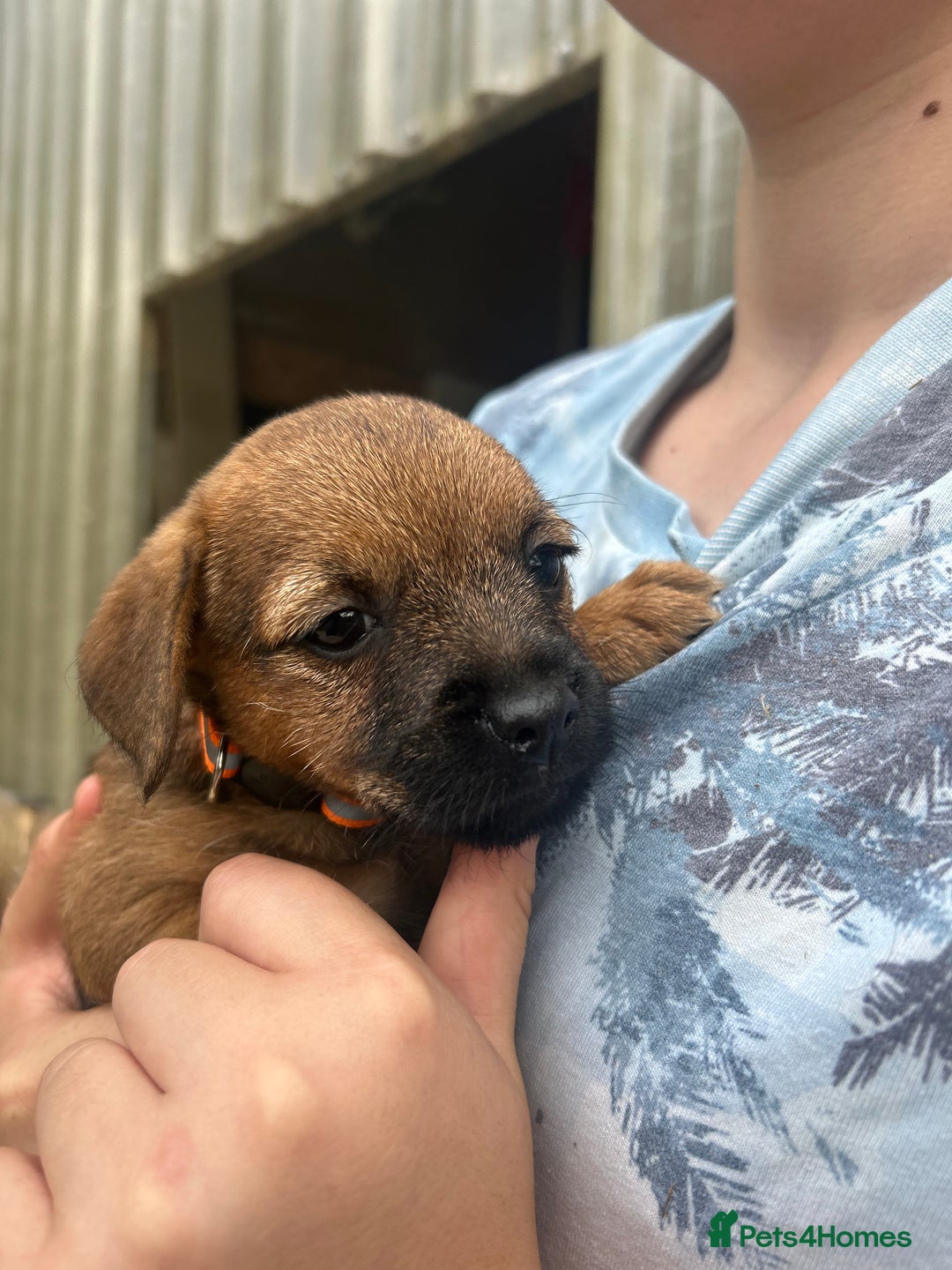 Border Terrier dogs for sale: Border Terrier Pups - Image 15