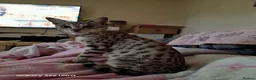 Savannah cats for sale: Beautiful female cat  - Advert 3