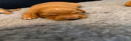 Golden Retriever dogs for sale: Happy healthy puppies - Advert 3