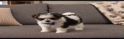 Mixed Breed dogs for sale: 4 adorable puppies  in Neath - Advert 2