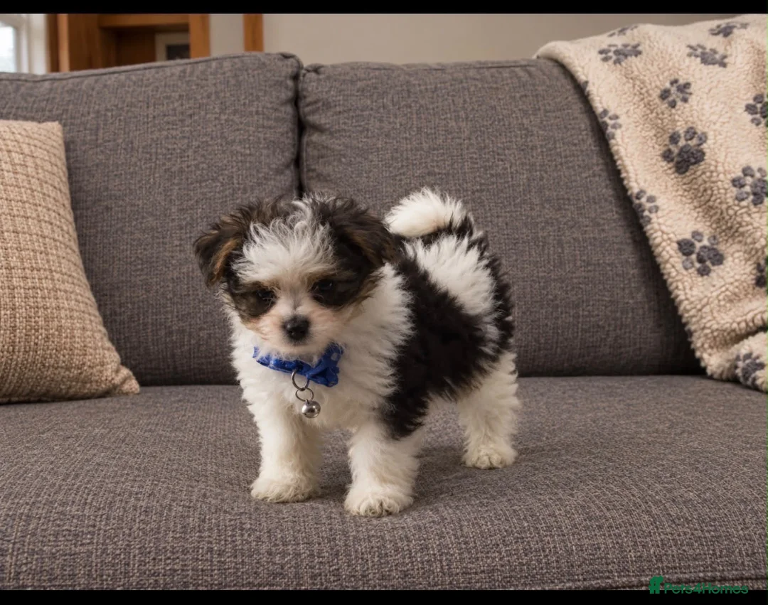 Mixed Breed dogs for sale: 4 adorable puppies  in Neath - Advert 2